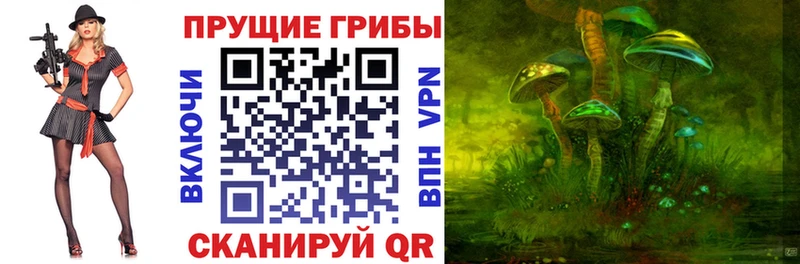 сколько стоит  Камешково  Галлюциногенные грибы Psilocybine cubensis 